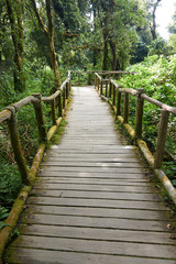Obraz premium Wood walkway in forest