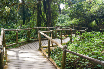 Wood walkway in forest