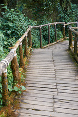 Wood walkway in forest