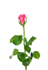 Obraz premium Pink Rose isolated on white background