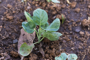 green sprout of Chinese kale 
