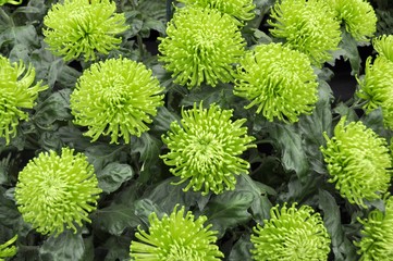 Green Dahlia flowers