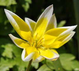 Obraz premium Closeup on flowering Tulipa tarda