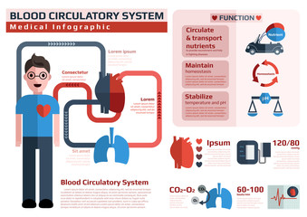 infographic of cardiovascular system/blood circulatory system