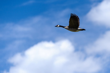Canada Goose  flying in blue sky, Alberta Canada
