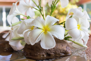 Naklejka na ściany i meble close up eautiful charming white flower plumeria