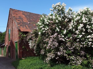 Bauernhaus und Fliederbusch