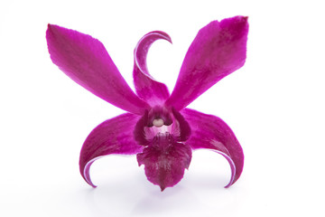 close up violet orchid flower on white background
