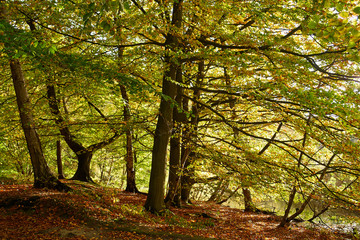 Red yellow and colorful autumn fall colors in the forest
