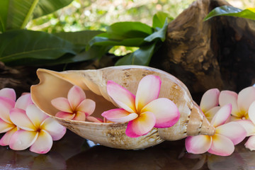  pink fragrant flower plumeria or frangipany in sea conch shell