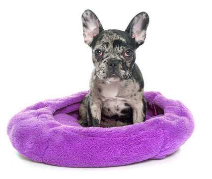 puppy french bulldog