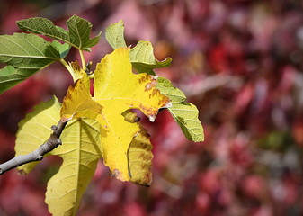figuier en automne