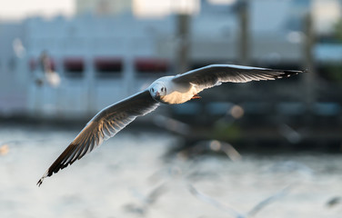 sea gull
