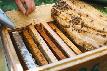 Beekeeper does inspection of beehive with frames of honeycomb and bees inside,on sunny day,