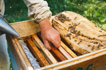 Apiarist does inspection of beehive with frames of honeycomb and bees inside,on sunny day,