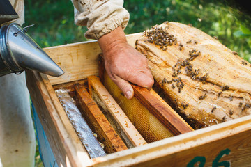Apiarist is holding one frame of honeycomb and using smoke to calm bees