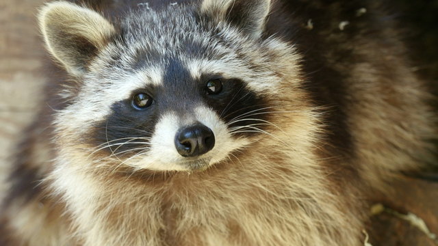 Face of North american raccoon (Procyon lotor) extreme closeup 4K UHD