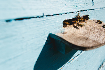 Bees at the tap-hole of blue wooden hive