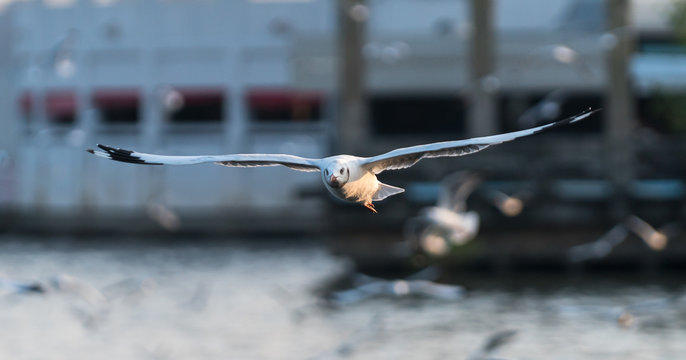 sea gull
