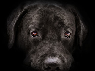 Fototapeta premium dark muzzle labrador dog closeup. front view