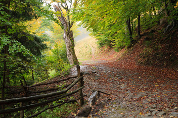 Beech forest in autumn on the slopes of the Carpathians