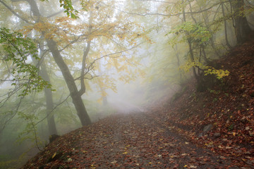 Beech forest in autumn on the slopes of the Carpathians