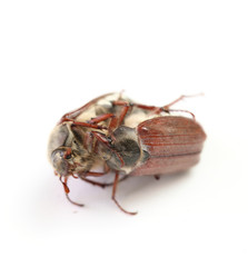 chafer