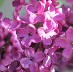 Naklejka na ściany i meble lilac flowers