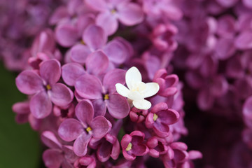 Fototapeta na wymiar violet and white Lilac