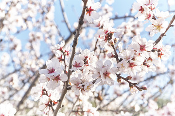 Almond bloom