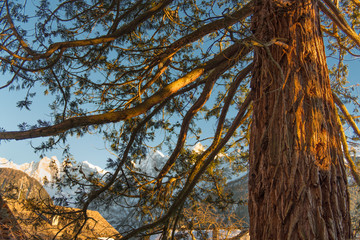 Sequoia Mountain