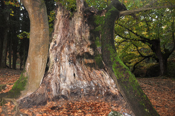 autumn tree trunk hollow