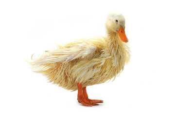 wet duck