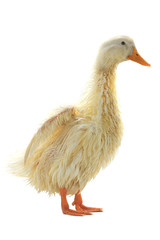 wet duck