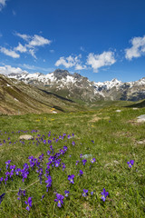 Fototapeta premium Vallata alpina