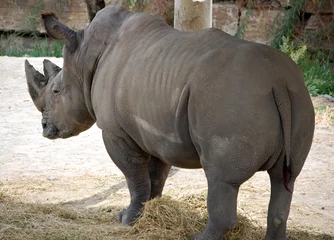 Foto op Plexiglas Rinoceronte, animal, animales © Maika