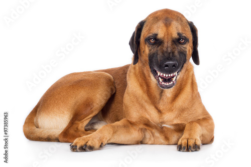 "Rhodesian Ridgeback Mischling Hund liegt und grinst breit mit Zähnen