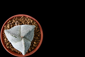 Star Cactus 3 ribs (Astrophytum Myriostigma)