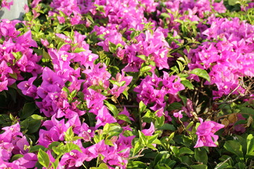 Obraz premium Bougainvillea flower in the garden
