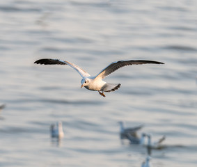 sea gull
