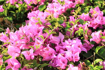  Bougainvillea flower in the garden
