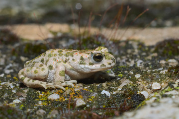 Small young froglet of  European green toad (Bufotes viridis) wandering in an Italian garden
