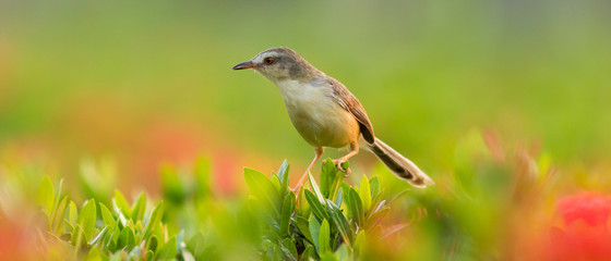 Fototapeta premium Plain Prinia