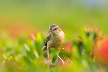 Plain Prinia