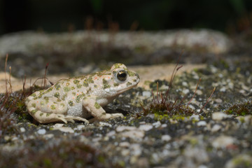 Small young froglet of  European green toad (Bufotes viridis) wandering in an Italian garden
