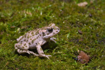 Small young froglet of  European green toad (Bufotes viridis) wandering in an Italian garden
