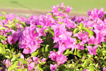  Bougainvillea flower in the garden