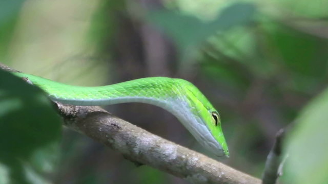 Asian Vine Snake (Ahaetulla prasina) hanging from a tree in the jungles of Thailand 