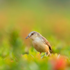 Plain Prinia