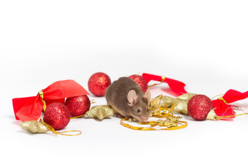 Sweet brown mouse sitting among red and gold Christmas decorations.  The mouse has bushy whiskers and brown eyes.